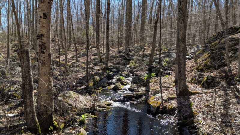 Nehantic State Forest - East Lyme, CT