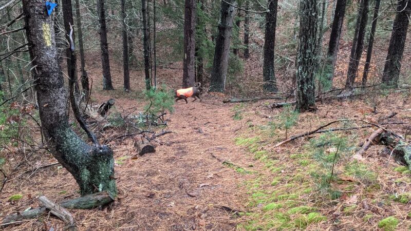 Old Sandwich Game Farm Wildlife Management Area - East Sandwich, MA