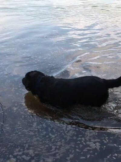 Old Sandwich Game Farm Wildlife Management Area - East Sandwich, MA