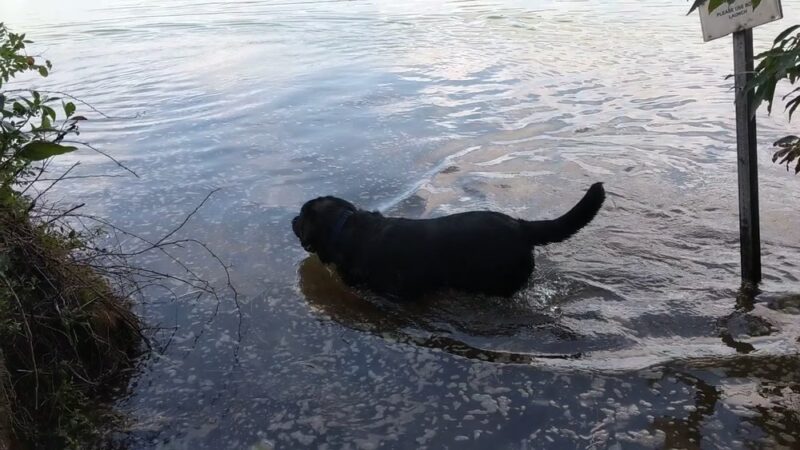 Old Sandwich Game Farm Wildlife Management Area - East Sandwich, MA