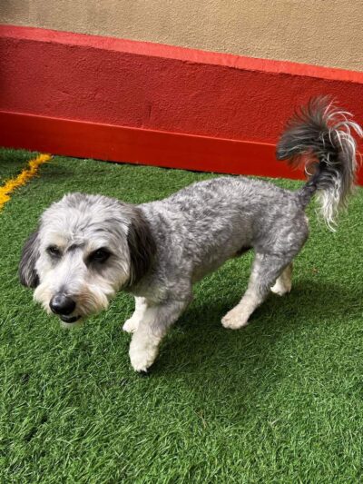 K-9 Kamp Dog Daycare - East Syracuse, NY