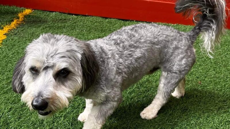 K-9 Kamp Dog Daycare - East Syracuse, NY