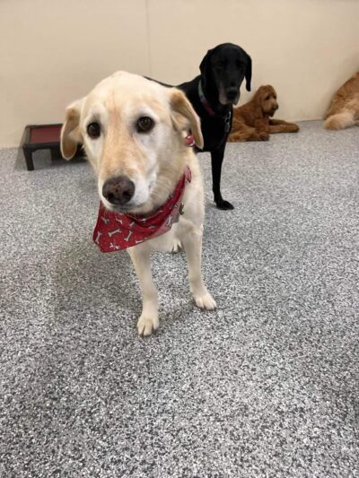 K-9 Kamp Dog Daycare - East Syracuse, NY