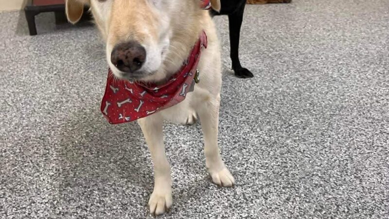 K-9 Kamp Dog Daycare - East Syracuse, NY