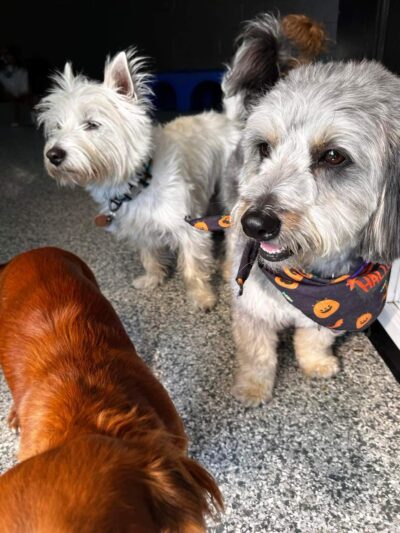 K-9 Kamp Dog Daycare - East Syracuse, NY