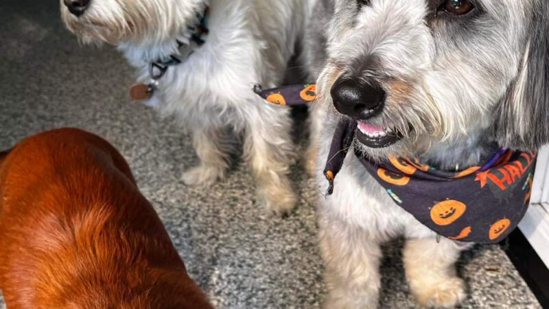 K-9 Kamp Dog Daycare - East Syracuse, NY