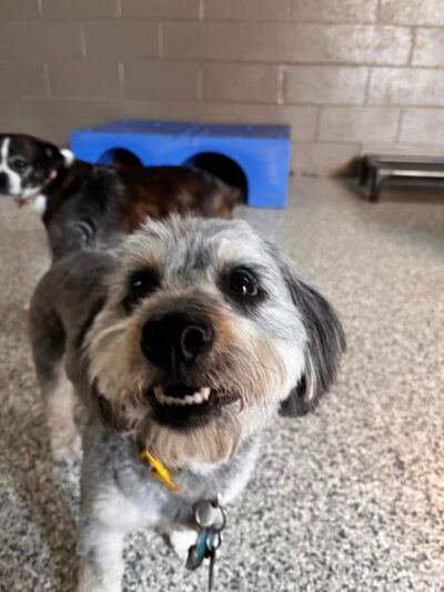 K-9 Kamp Dog Daycare - East Syracuse, NY