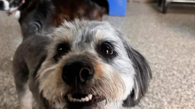 K-9 Kamp Dog Daycare - East Syracuse, NY