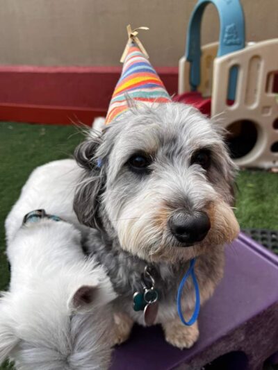 K-9 Kamp Dog Daycare - East Syracuse, NY