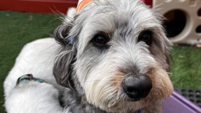 K-9 Kamp Dog Daycare - East Syracuse, NY