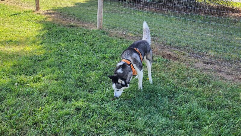 East Troy Dog Park - East Troy, WI