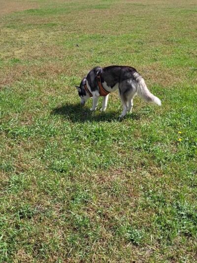 East Troy Dog Park - East Troy, WI