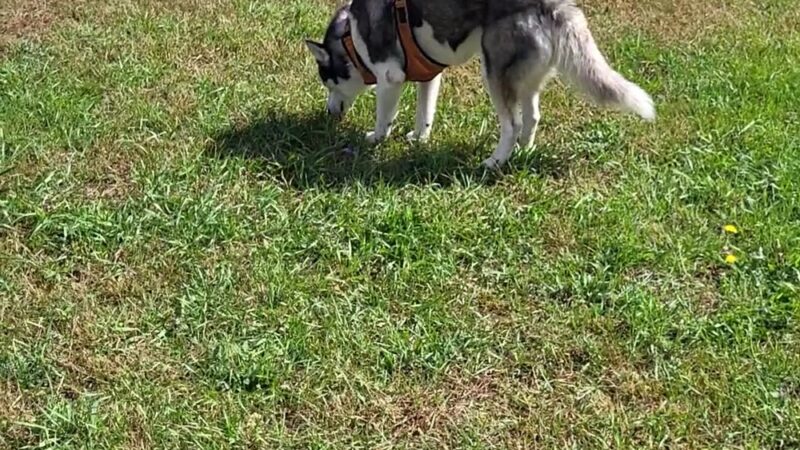 East Troy Dog Park - East Troy, WI