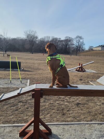 East Troy Dog Park - East Troy, WI