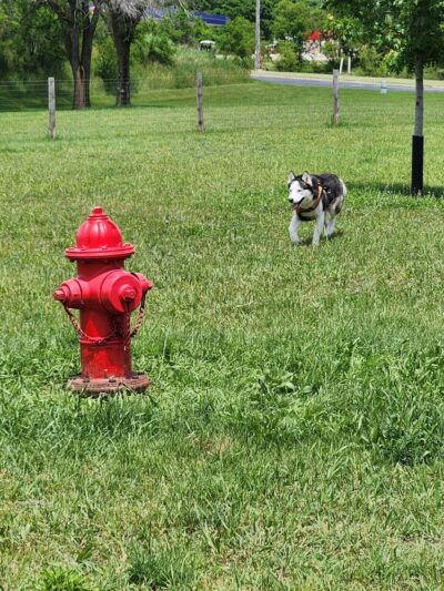 East Troy Dog Park - East Troy, WI