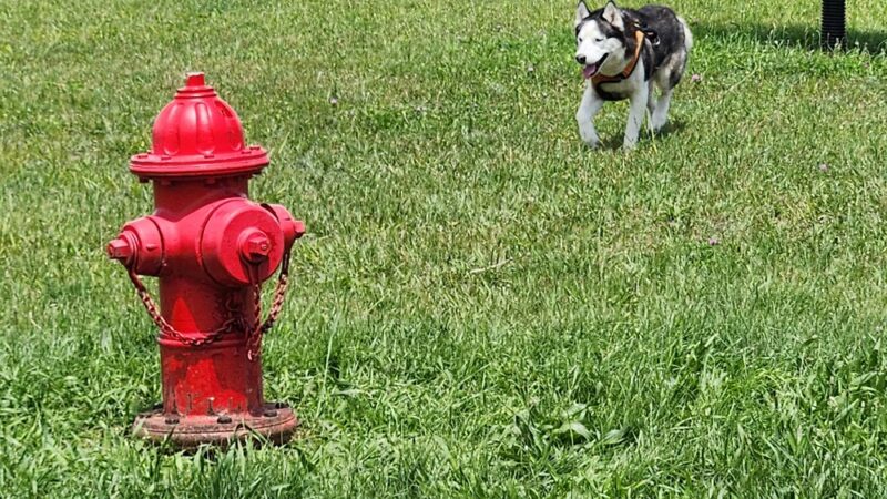East Troy Dog Park - East Troy, WI