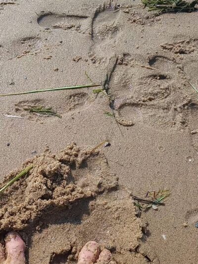 Campground Beach - Eastham, MA