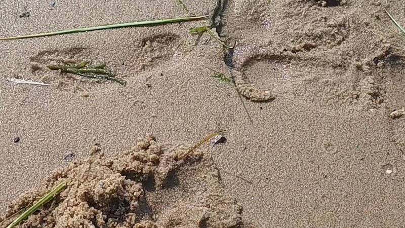 Campground Beach - Eastham, MA
