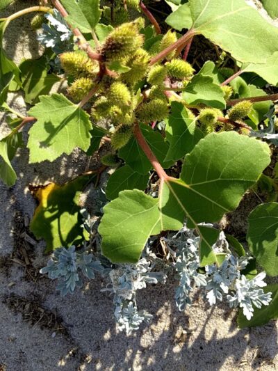 North Sunken Meadow - Eastham, MA