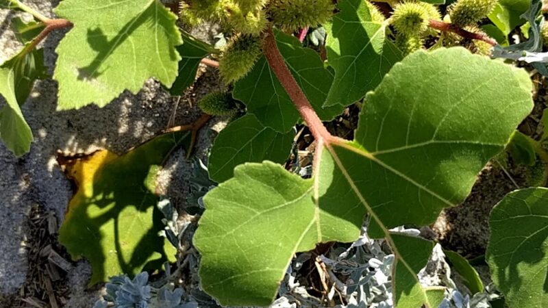 North Sunken Meadow - Eastham, MA