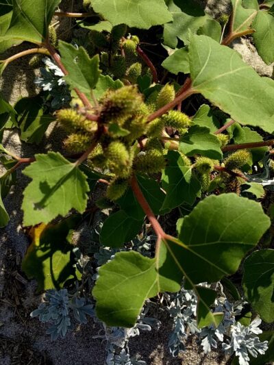 North Sunken Meadow - Eastham, MA