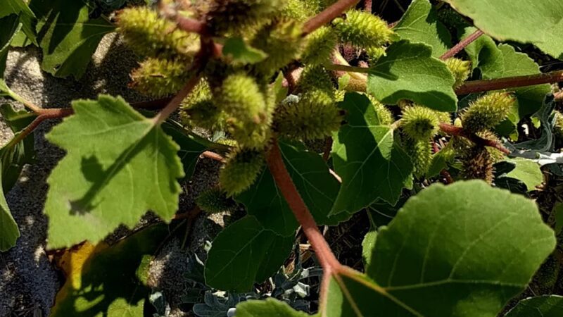 North Sunken Meadow - Eastham, MA