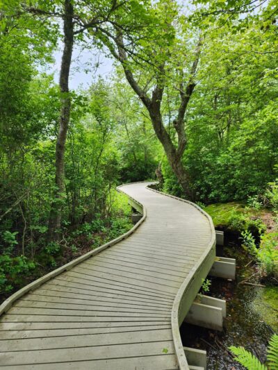 Red Maple Swamp Trail - Eastham, MA