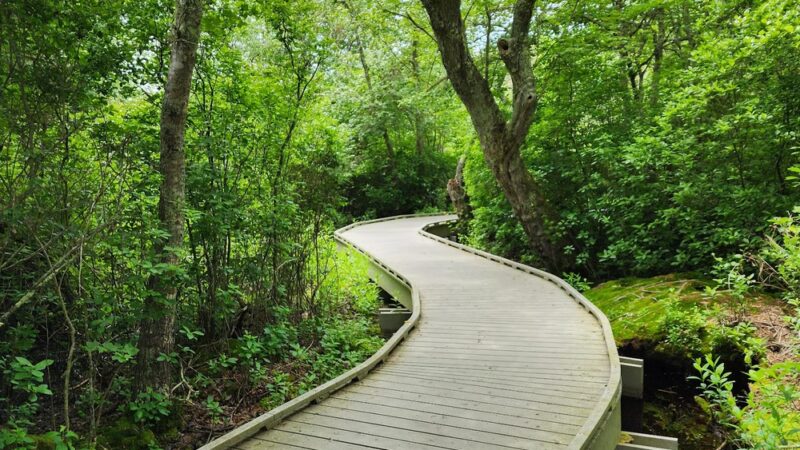 Red Maple Swamp Trail - Eastham, MA