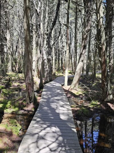 Red Maple Swamp Trail - Eastham, MA