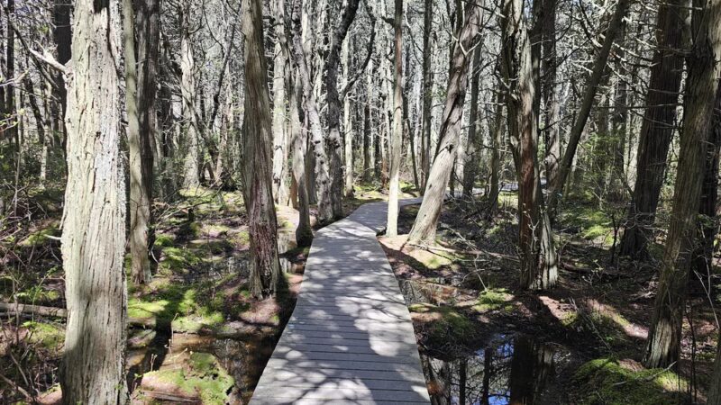 Red Maple Swamp Trail - Eastham, MA