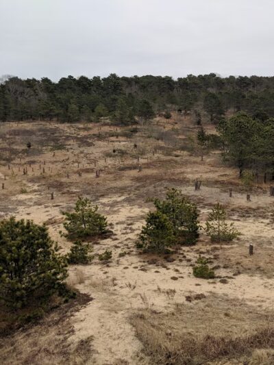 Sandy Meadow Open Space - Eastham, MA