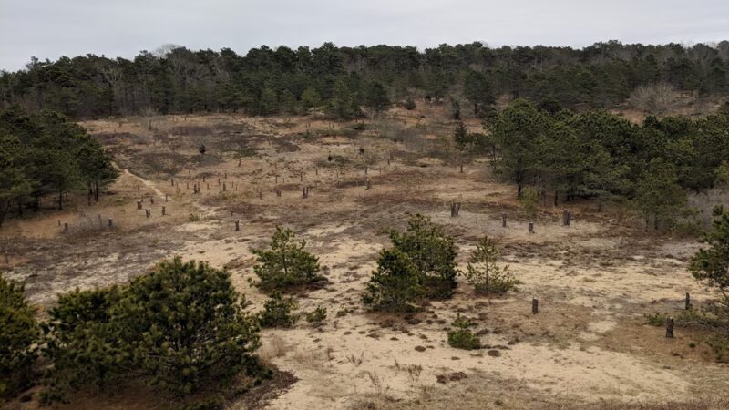 Sandy Meadow Open Space - Eastham, MA