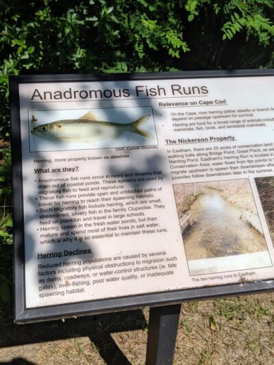 Wiley Park - Eastham, MA