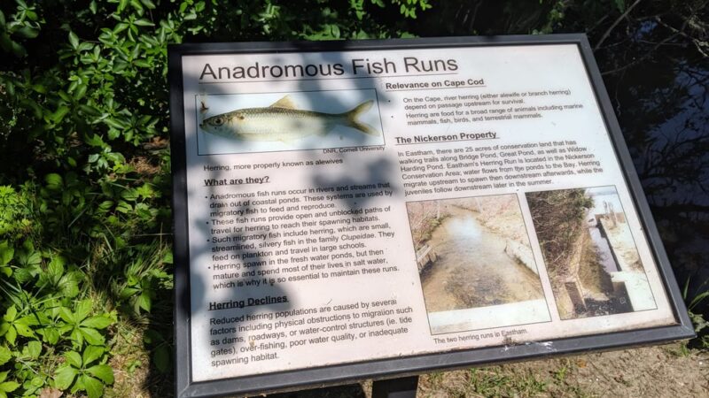 Wiley Park - Eastham, MA