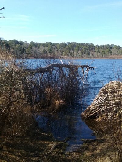 Wiley Park Beach - Eastham, MA