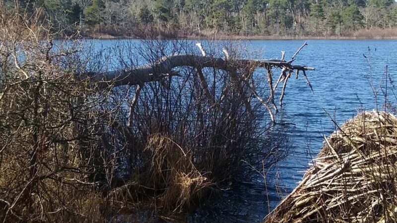 Wiley Park Beach - Eastham, MA