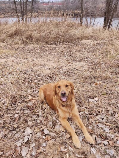 Chippewa river dog park and boat landing - Eau Claire, WI
