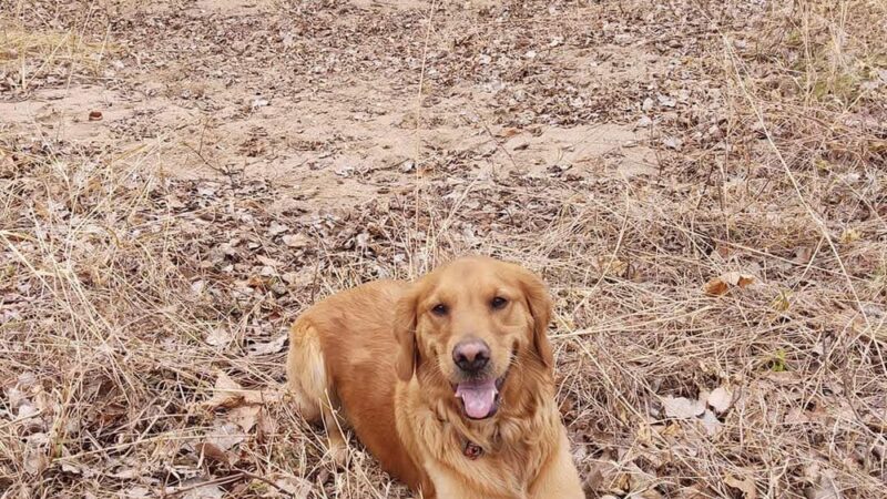 Chippewa river dog park and boat landing - Eau Claire, WI