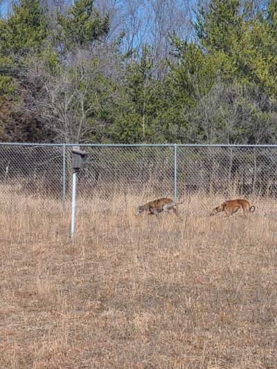 Sundet Park and dog park - Eau Claire, WI