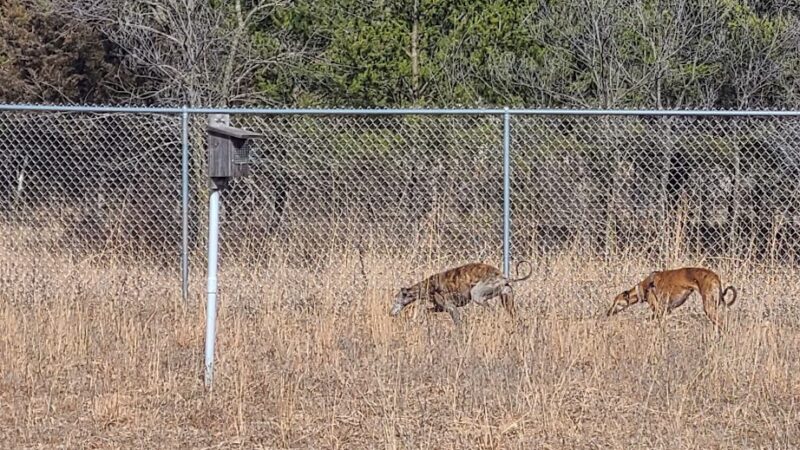 Sundet Park and dog park - Eau Claire, WI