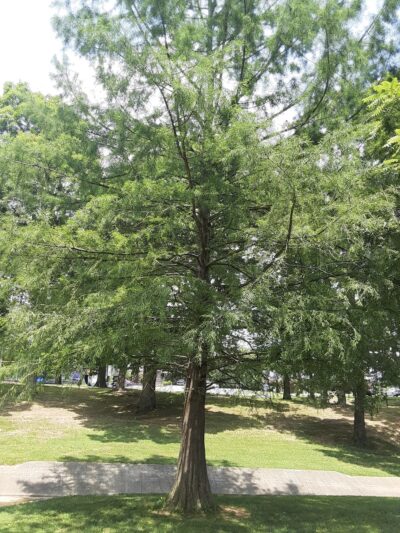 Nancy E. Slaton Playground and Park - Eddyville, KY