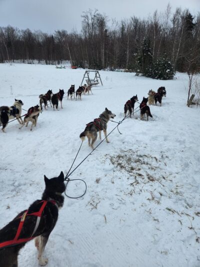 Eden Ethical Dog Sledding Experience - Eden Mills, VT