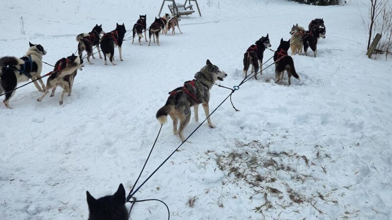 Eden Ethical Dog Sledding Experience - Eden Mills, VT