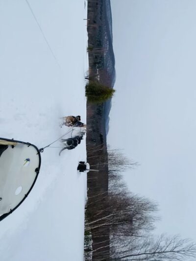 Eden Ethical Dog Sledding Experience - Eden Mills, VT