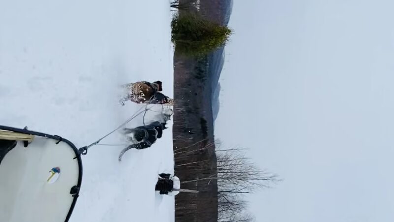 Eden Ethical Dog Sledding Experience - Eden Mills, VT