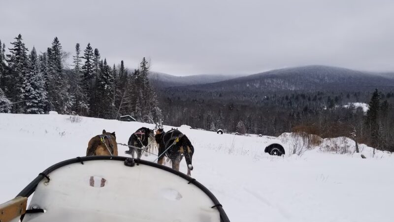 Eden Ethical Dog Sledding Experience - Eden Mills, VT