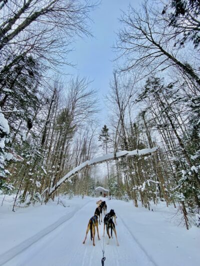 Eden Ethical Dog Sledding Experience - Eden Mills, VT