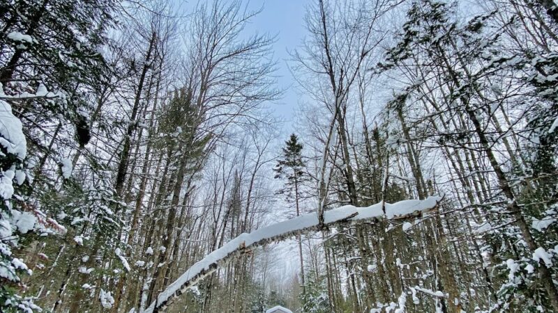 Eden Ethical Dog Sledding Experience - Eden Mills, VT