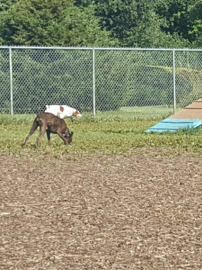 Flying Cloud Dog Park - Eden Prairie, MN