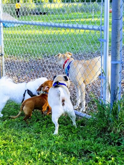 Flying Cloud Dog Park - Eden Prairie, MN